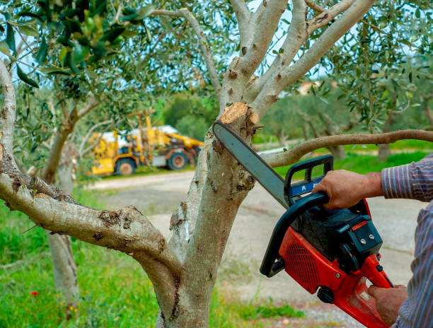 The Steps Involved in Our Tree Care Process in Capitol View, SC